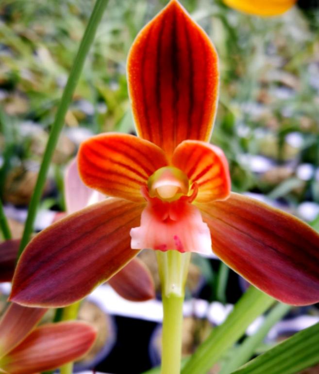 红河红花兰花图片,云南红河兰花名品