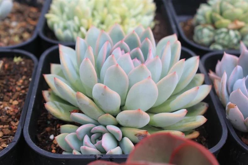 多肉用黑方养好吗,高手养兰心得