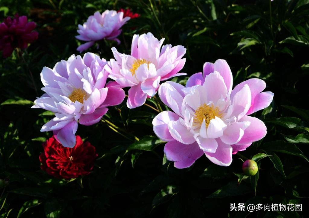 牡丹和芍药花开花期怕冻吗,芍药如何养才能开花