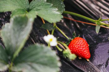 一红到底只卖一天,盒马的葲荭草莓逼疯供应商