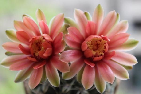 绯花玉怎么养,绯花玉能活几年