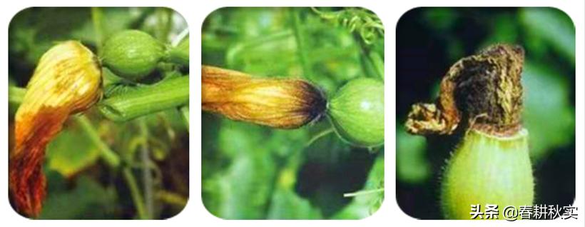 南瓜根腐病和枯萎病怎么区分,南瓜病虫害该撒什么药