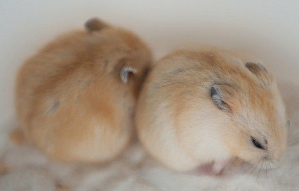 为什么两只仓鼠在一起会打架,仓鼠老是打架是什么原因