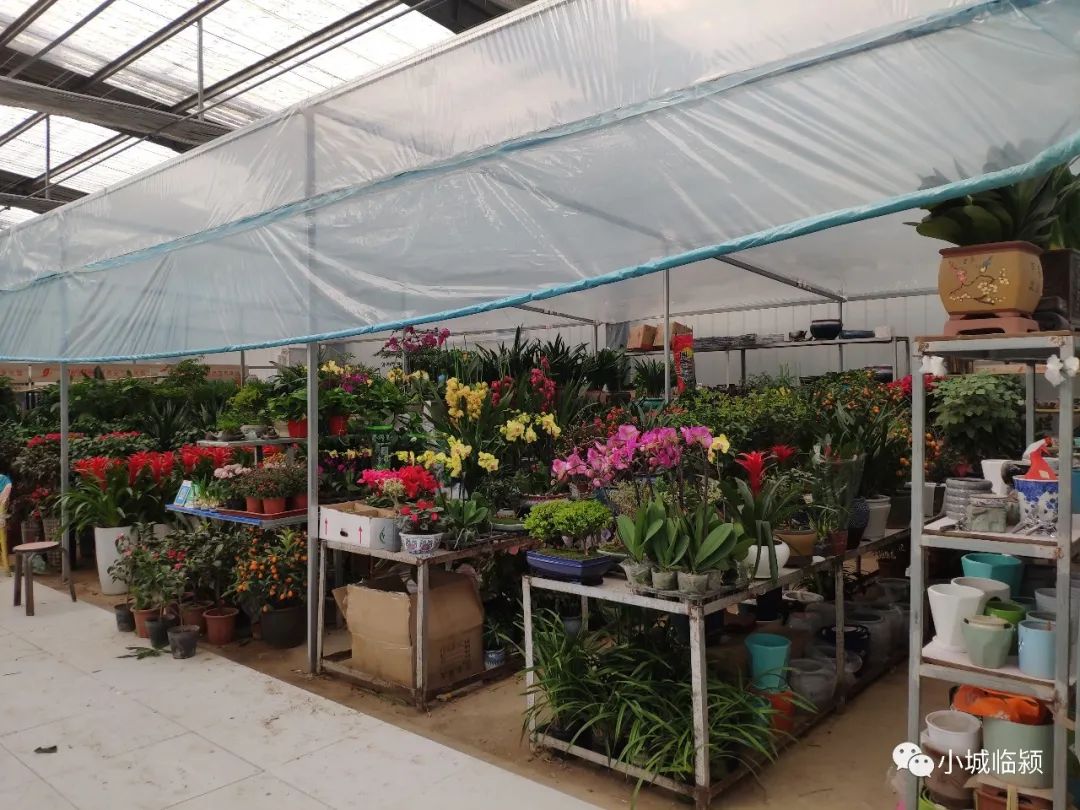 临颍花卉市场有玫瑰花么,临颍花卉市场几点开市
