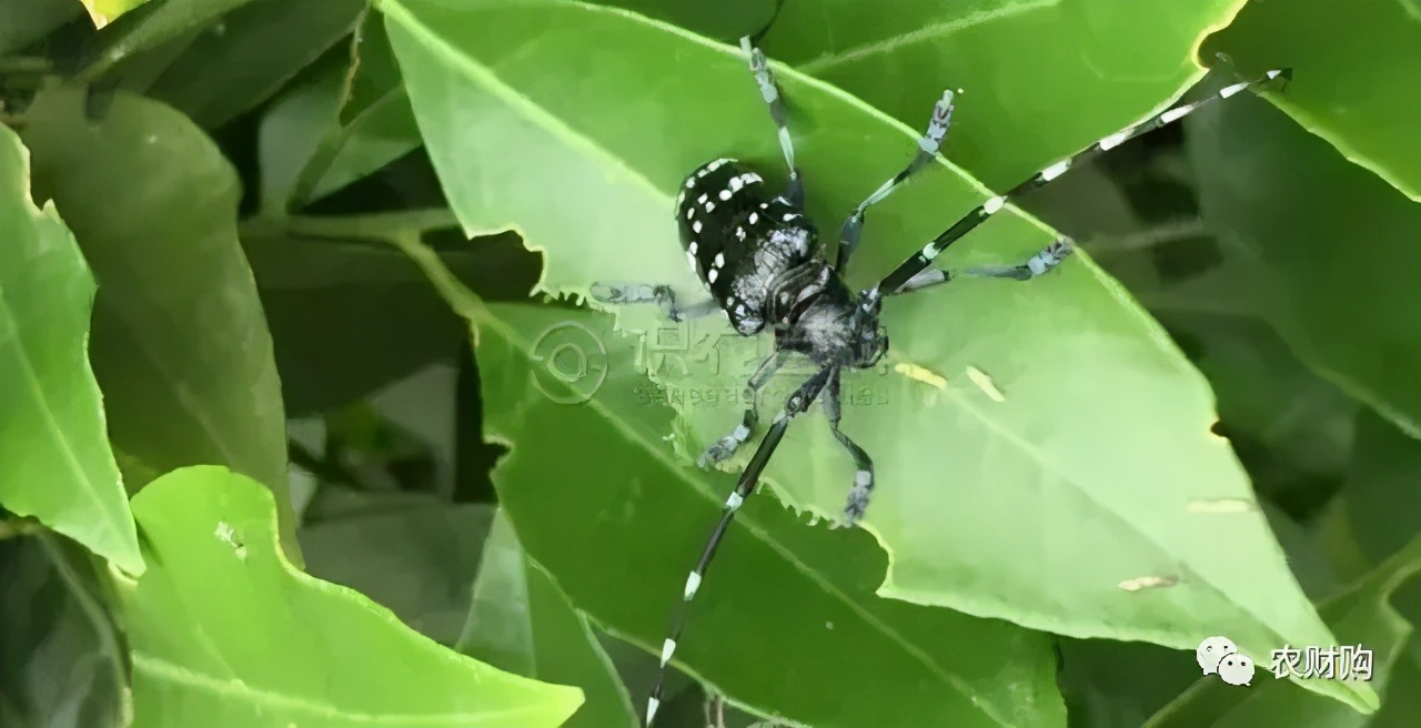 高效氯氟氰菊酯与什么药换着用,高效氯氟氰菊酯兑几倍水
