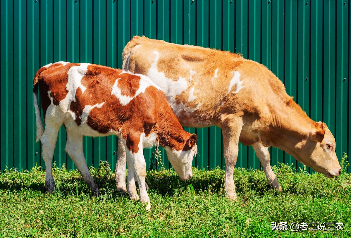 牛生完宝宝胎衣不下来怎么解决,牛胎衣长时间不下打缩宫素有用吗