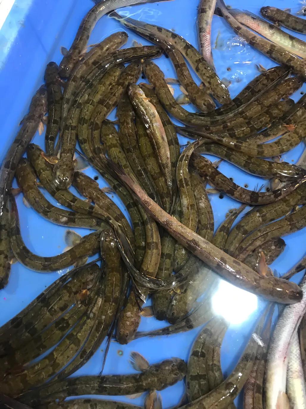 珠海斗门哪里海鲜便宜,吃货必去的海鲜城市