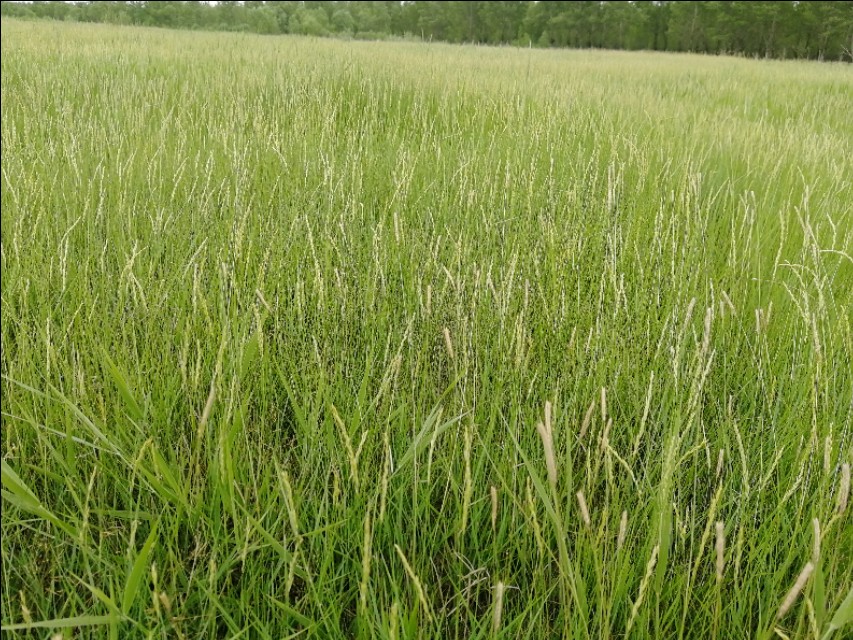 内蒙古通辽市扎鲁特旗大草原,通辽市阿古拉湿地公园