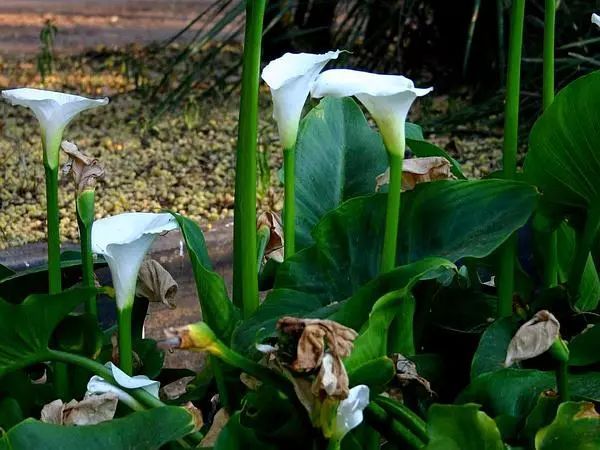 马蹄莲成品花怎么养好看,盆栽马蹄莲怎么养才开花