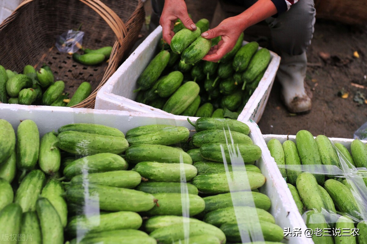 西红柿黄瓜防病,黄瓜番茄防病用啥药解决