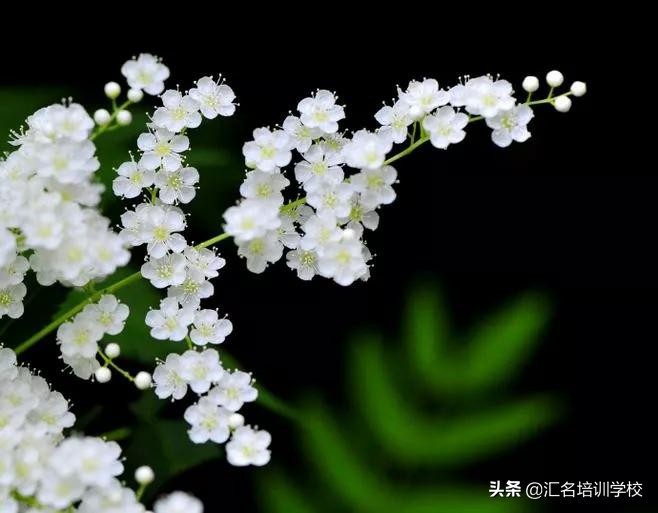 花艺十六种手法,流行花艺简单教学