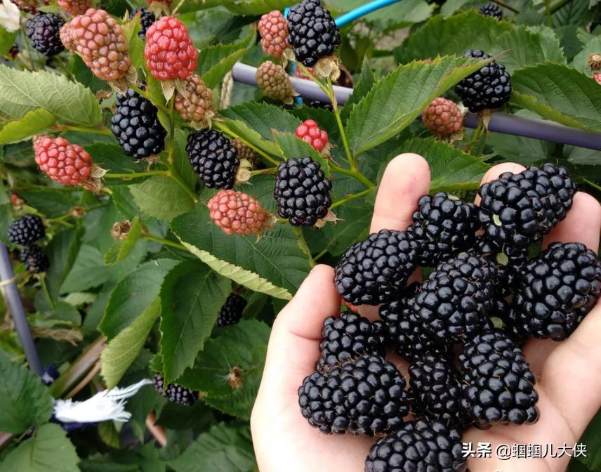 所有的新疆特产,旅游从新疆带的特产