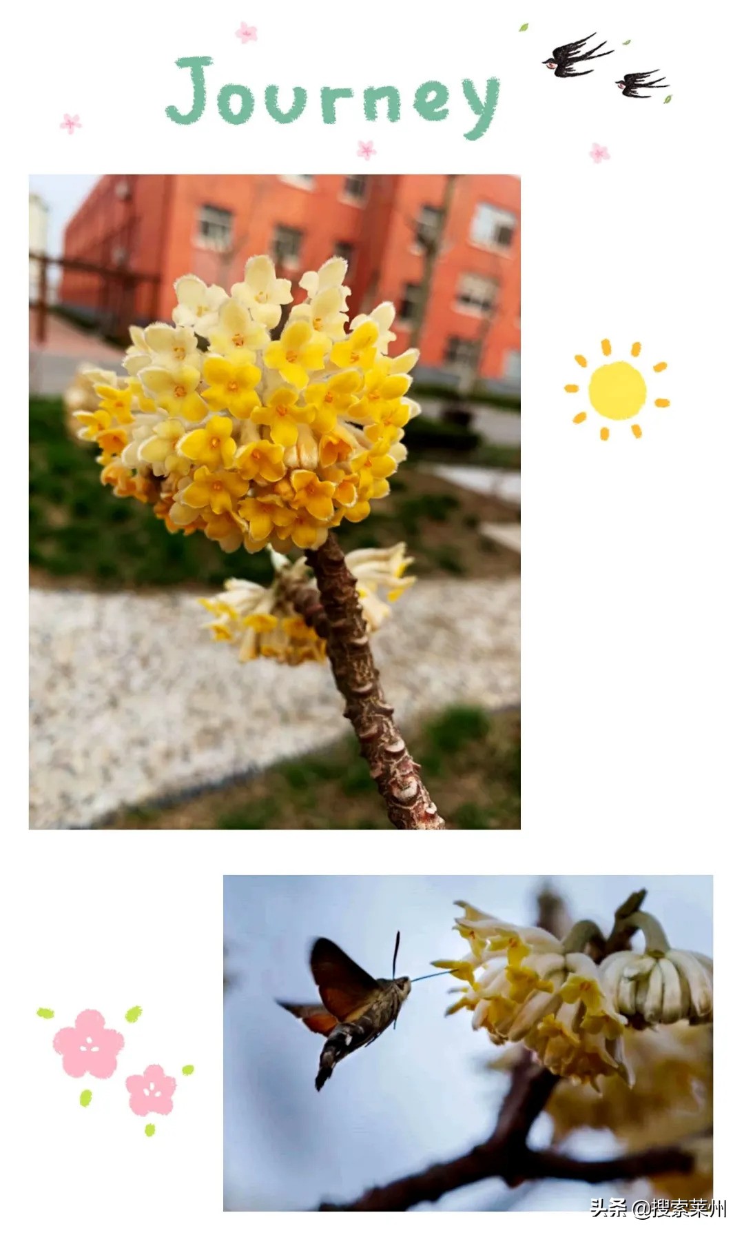 春满校园春暖花开,沙河镇中心小学校园