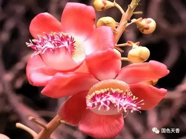 菩提花开观自在,菩提花开见性成佛