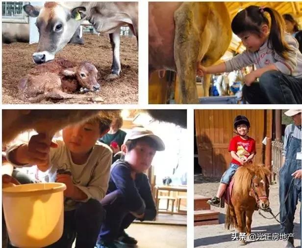 亲子游乐与乡村振兴,乡村振兴与旅游结合的优秀案例