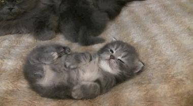 小奶猫太粘人了怎么办,小奶猫太粘人不停的叫