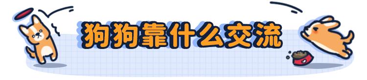 狗言狗语,中国的狗和外国的狗语言一样吗