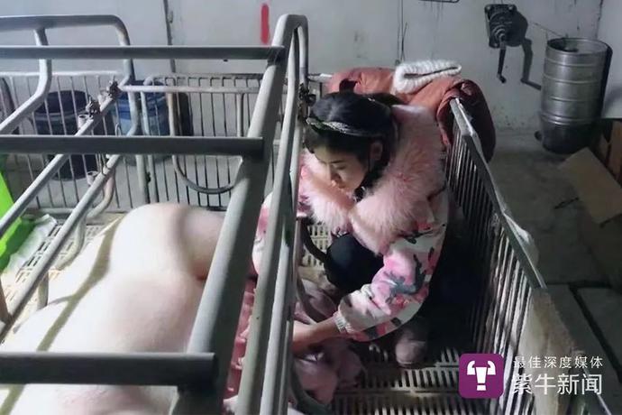 女孩养猪做宠物,女孩养猪十年