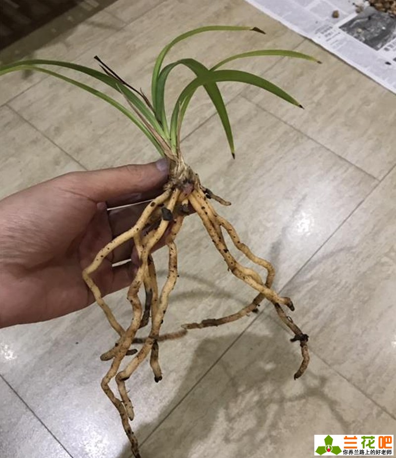 兰花黑尖和焦尖有什么区别,刚种植的兰花为什么会焦尖