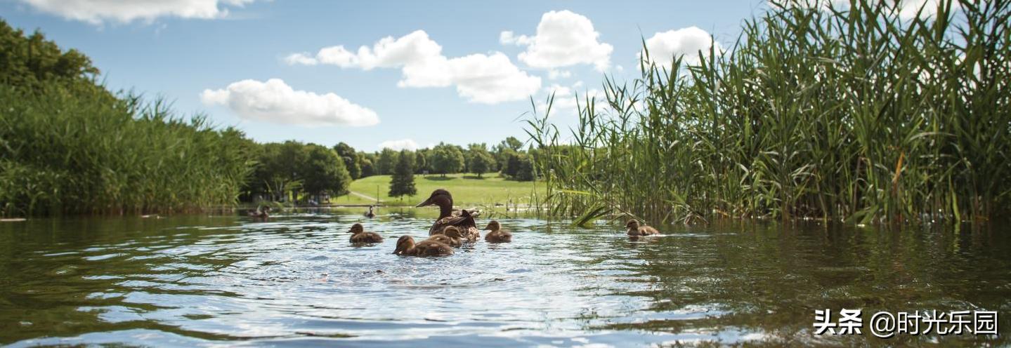 加拿大蒙特利尔自由行攻略,加拿大自由行自驾游