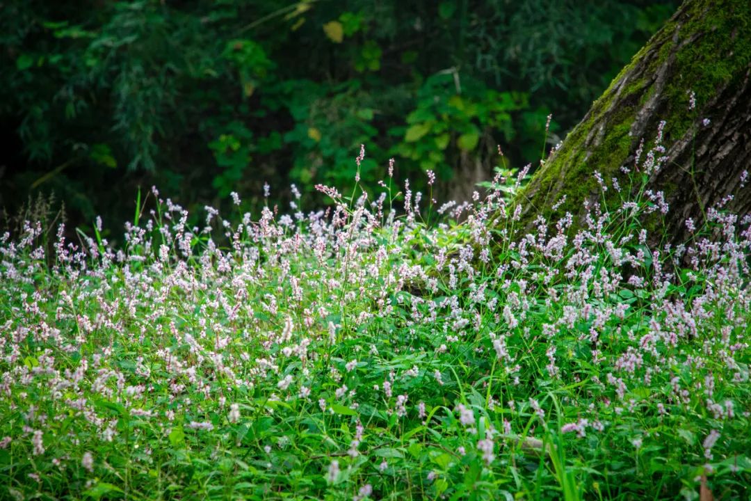 蓼花盛放成海，扬州又多了一处赏秋秘境