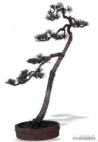 素仁格与文人树,你怎么看?