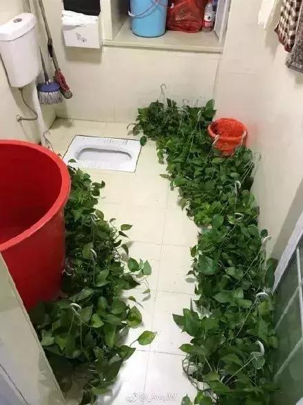 花30万装修新房变公共厕所,花了几十万装修的新房搞笑