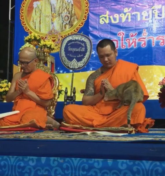 猫咪钻进男生怀里,猫咪钻进主人怀里撒娇