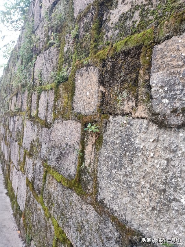 刘茂兰:含笑的影子