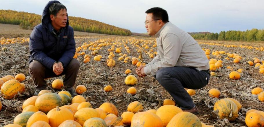 白瓜子是南瓜种子吗,南瓜种子选什么品种好吃