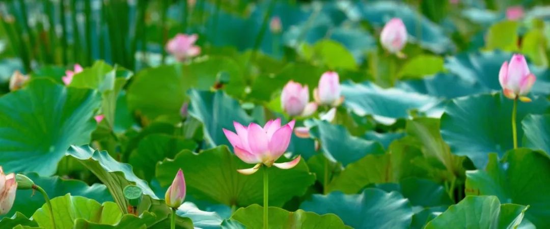 桃花泉杯全国业余围棋公开赛,淮阳围棋比赛