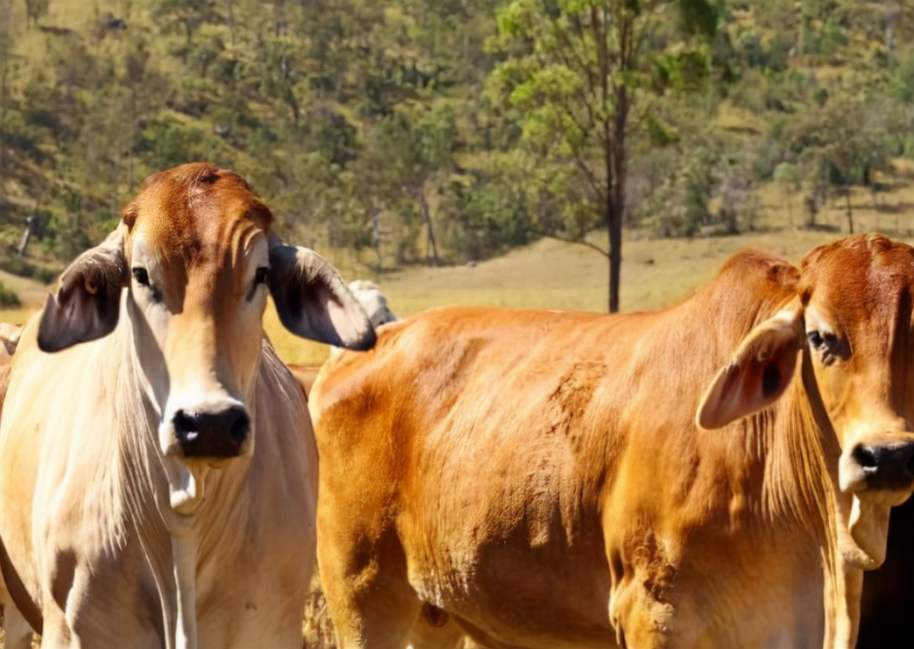 牛积食不拉屎咋办,牛胃里有积食不倒嚼不排便怎么治