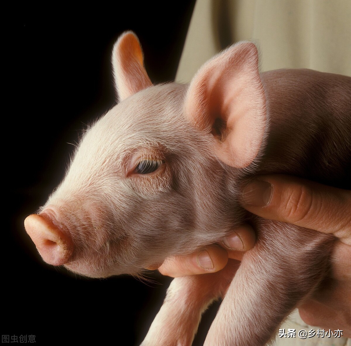 猪耳朵发紫是什么原因,猪耳朵发紫不吃食怎么治疗