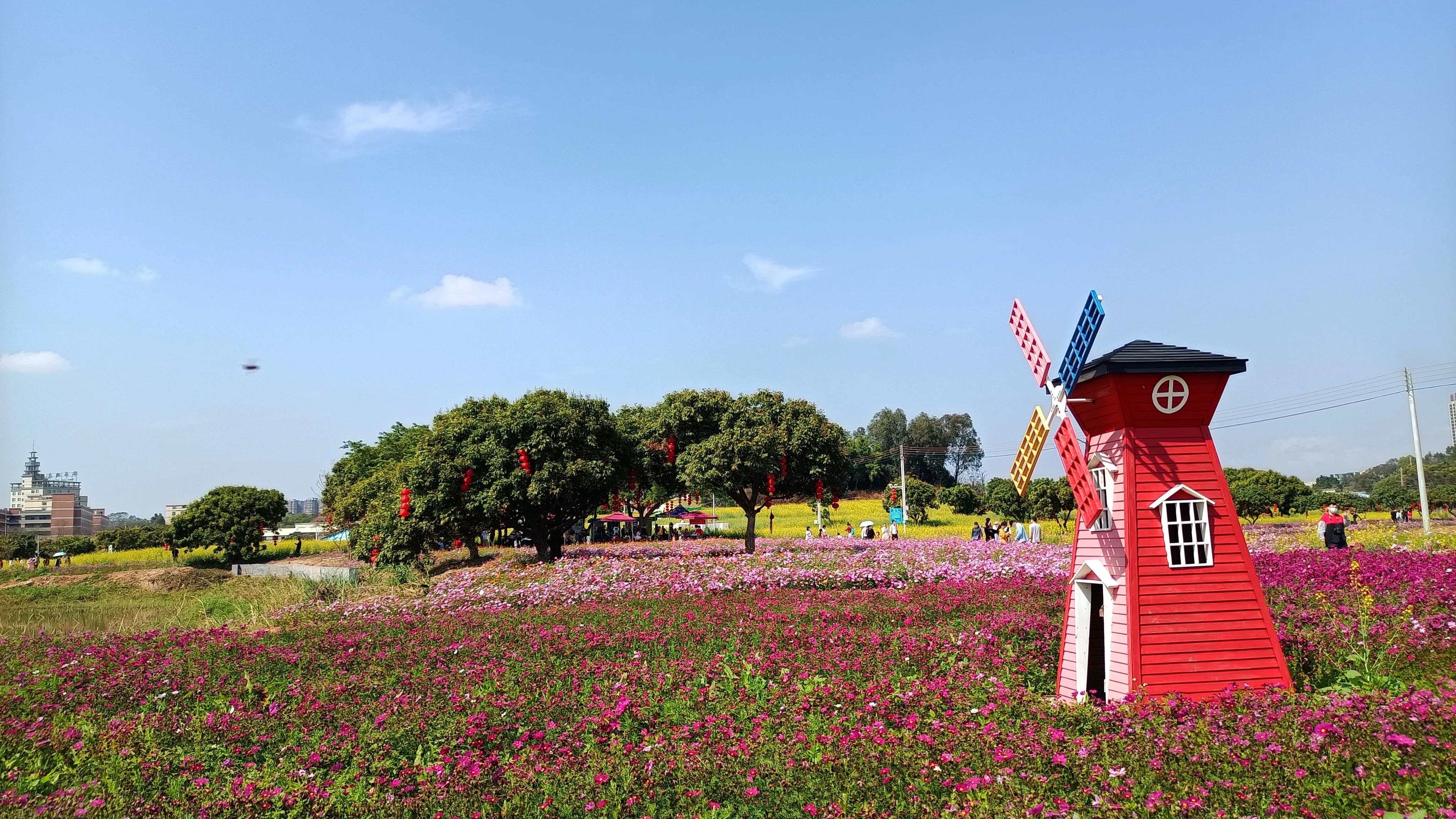 荷花产业园桥头七彩花田花开了吗,桥头荷花产业园七彩花田购票