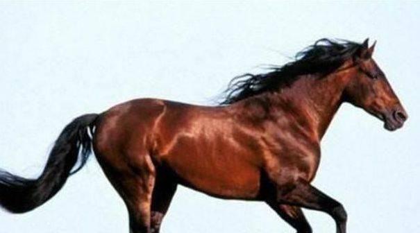 “汗血宝马”出西域，“欧尚汽车”自长安