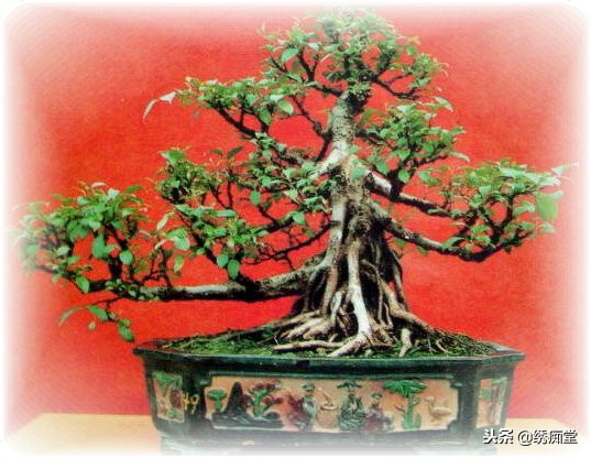 丛林式盆景欣赏,盆景欣赏及制作