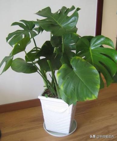 家里养殖哪些花卉可以除甲醛,家里养什么花去除甲醛