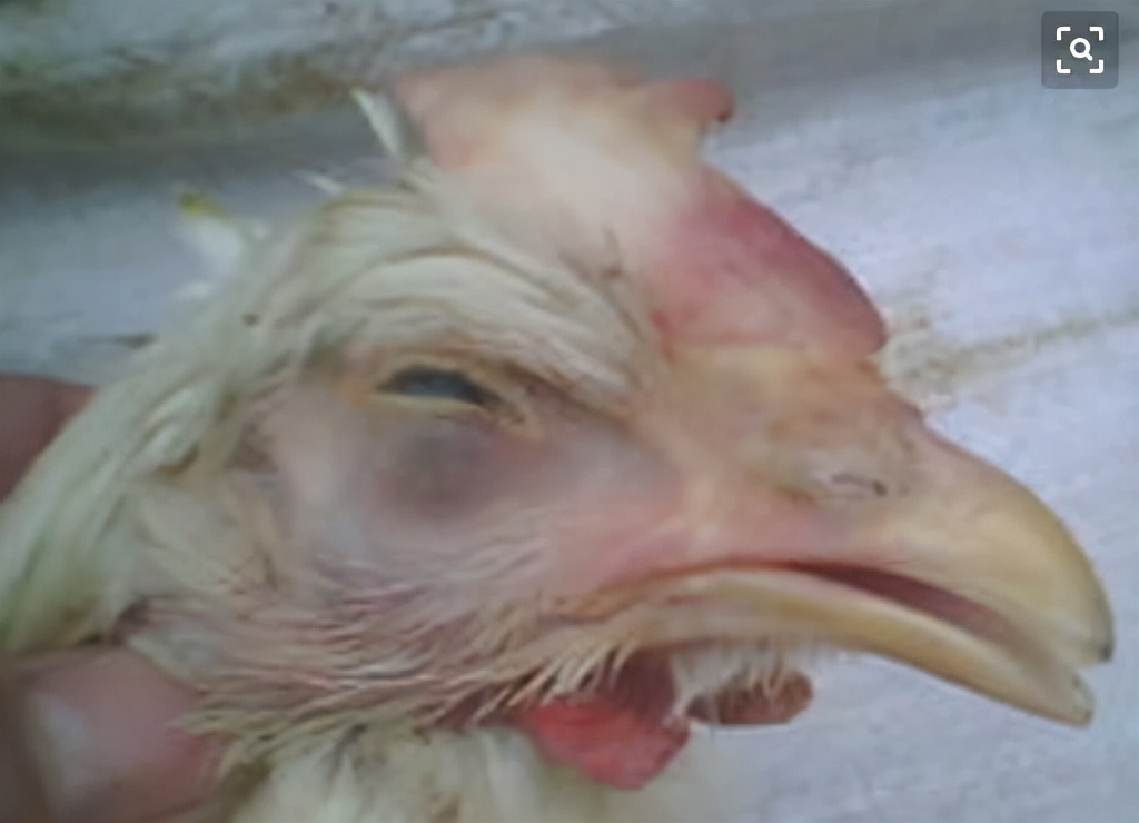 鸡群防疫之后的呼吸道怎么处理,鸡群冷应激会出现呼吸道症状吗