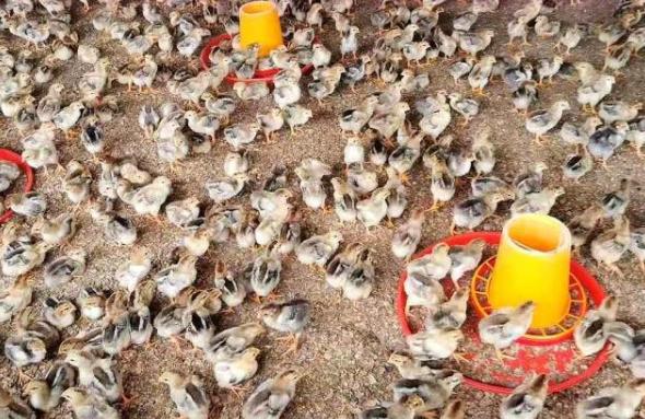 治鸡啄癖方法,怎么除鸡啄癖