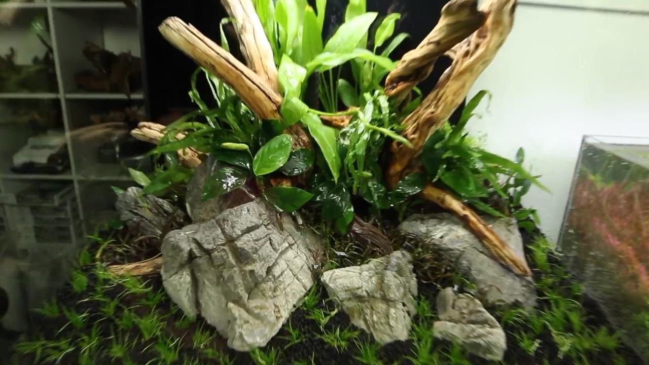 鱼缸造景水草需要二氧化碳吗,胶粘完水草可以直接放在鱼缸里吗