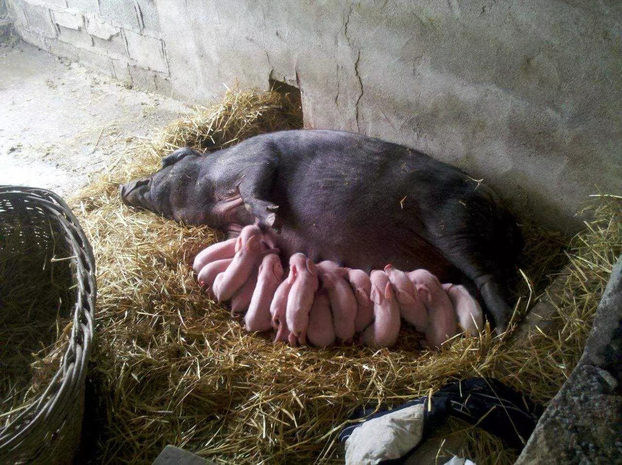 养殖一头母猪赚多少钱,农村养殖五头母猪能不能赚钱