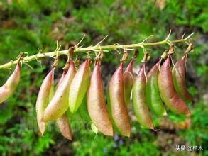 农村田里长的能吹口哨的植物,农村常见的野豌豆竟全身是宝