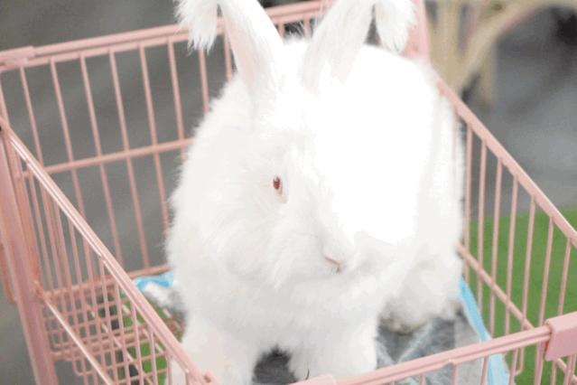 兔子馆三里屯,深圳三里屯兔子馆