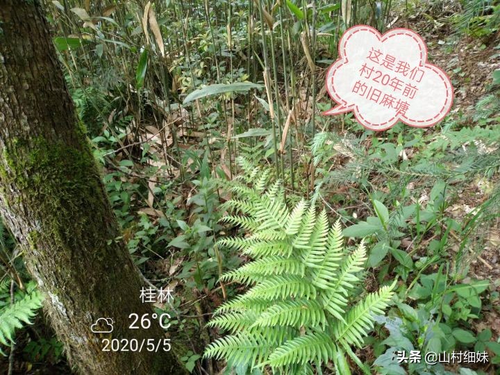 古法竹浆造纸制作全过程,农村竹编手艺的传承是怎样的