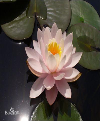 水草常见问题,常见鱼缸水草