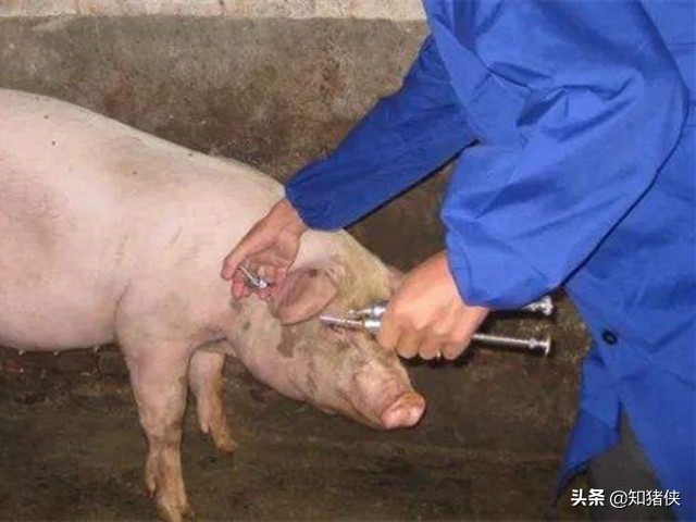 后备母猪不吃食耳朵发紫,有好几头母猪呕吐血是什么原因