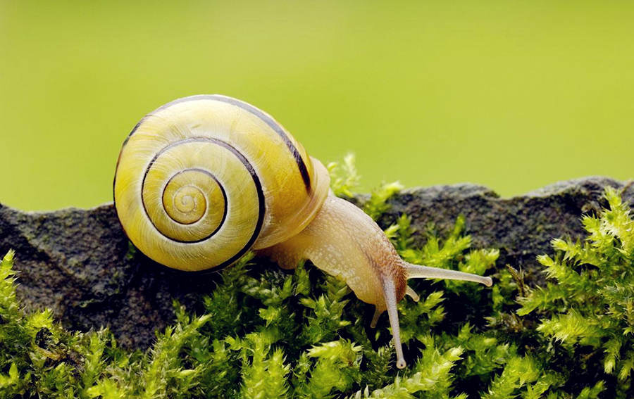 盘点动物界的奇葩恋爱,动物界的奇葩配偶方式