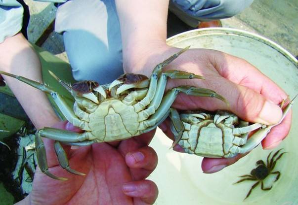 河蟹黑鳃用什么药,河蟹黑鳃病的原因及治疗方法
