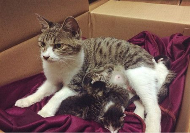 猫咪怀孕以后有什么注意事项,猫咪怀孕后注意事项