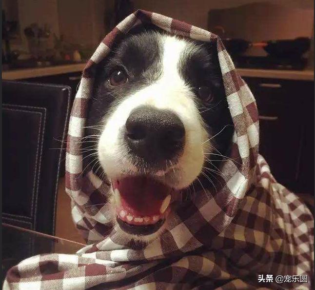 狗女来大姨妈了，铲屎官们知道要怎么处理吗？